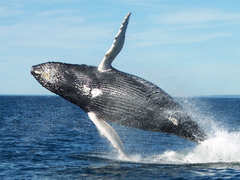 Mariner Cruises Whale Watching and Seabird Tours