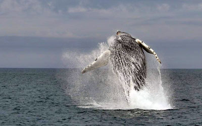 Whale breaching off Brier Island, Nova Scotia Whale breaching off Brier Island, Nova Scotia