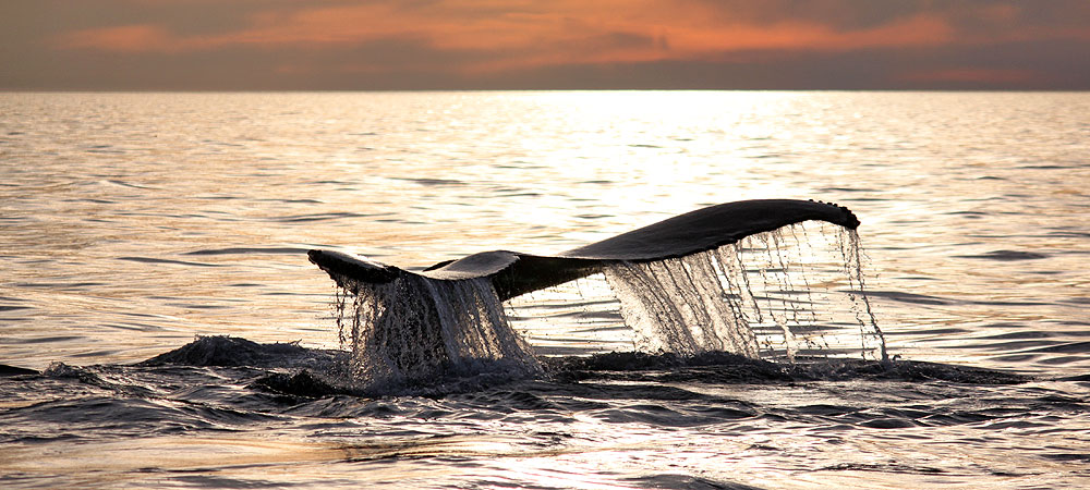 Mariner Cruises Privacy Policy