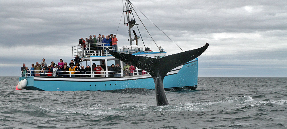 Reservations For Mariner Cruises Whale Watching Tours