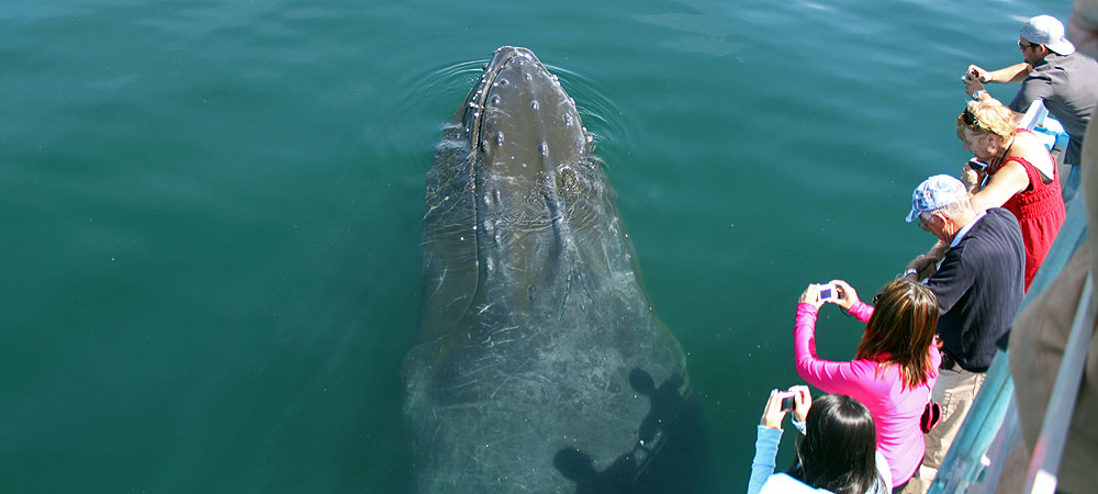 Bay of Fundy Nova Scotia Whale Watching Tours